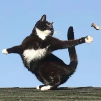 original sound - lilipets2