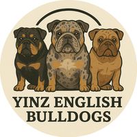 yinzenglishbulldogs