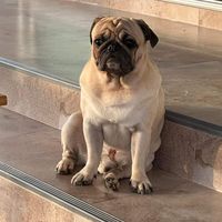 เสียงต้นฉบับ - Meena