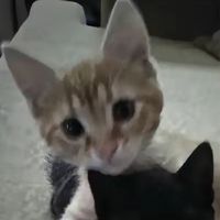 eleven_011hawkinslab0