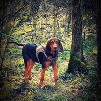willowthebloodhound1