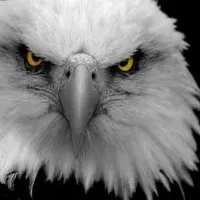 original sound - aiglelegendaire