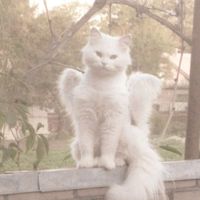 kitty_ymw
