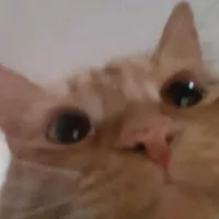 original sound - guido_ryg