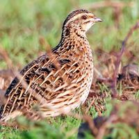 original sound - Master Quail