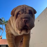 bruceosharpei