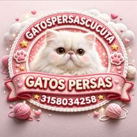 gatospersascucuta