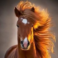 _amo_cavalos