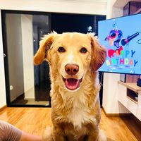 simba_2024_