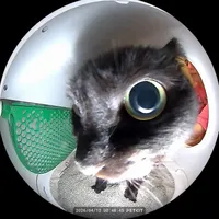 pillow talking lil dicky