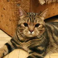 original sound - keksik00777