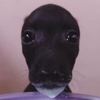 truemoo2