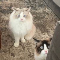 princeandduketheragdolls