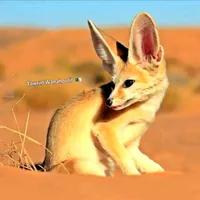 original sound - tawrirtwanahoulil