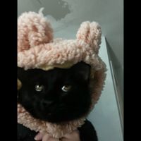 salemdeecat