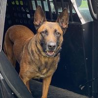 k9ashley_uscgretired