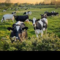 kitalejuniordairyfarm