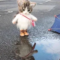 original sound - nomorudpaquehpts