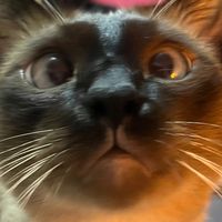 lookmheesiamesecat