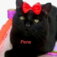 pelo_verde4