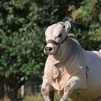 original sound - ❤️ Bakra Eid ❤️