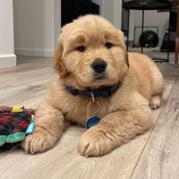 cosmopawlitan_golden