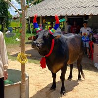 phatthalung_963