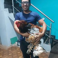 gallineroparaguay