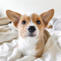 banana.corgi