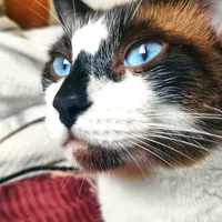 original sound - bellamichi53