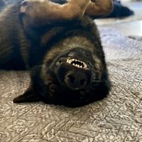 southernshepherdsspups