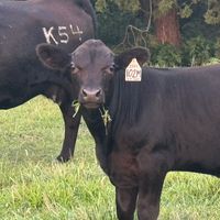 cattleandcountrymusic