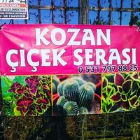 orijinal ses