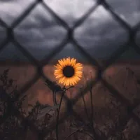 original sound - sanexplain