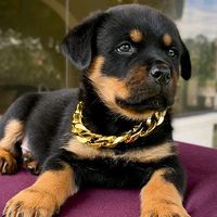 el.perro9274