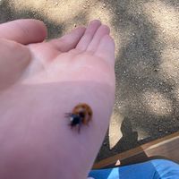 notcelestemariewilson