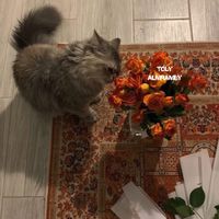 tolyamremy1