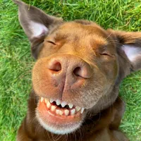 The best thing about dogs