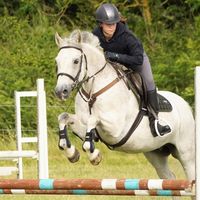 jess_equine_ox