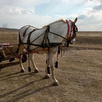 aurelmunteanu3