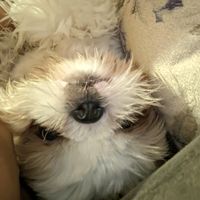 guh_trembala27