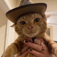 randomcatofthenet