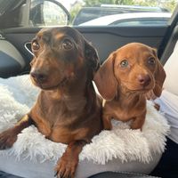 thedoxiegirlies