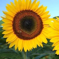 girasol1228