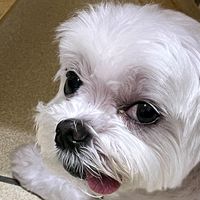 原聲 - aa牛發💫🐮💫