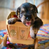 moonshadowsminischnauzer