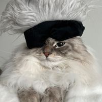 gojo.siberian