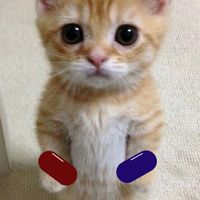 catwhatwouldyourather