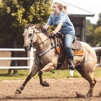 wild_wing_equine1212