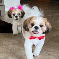 scottsdaleshihtzus